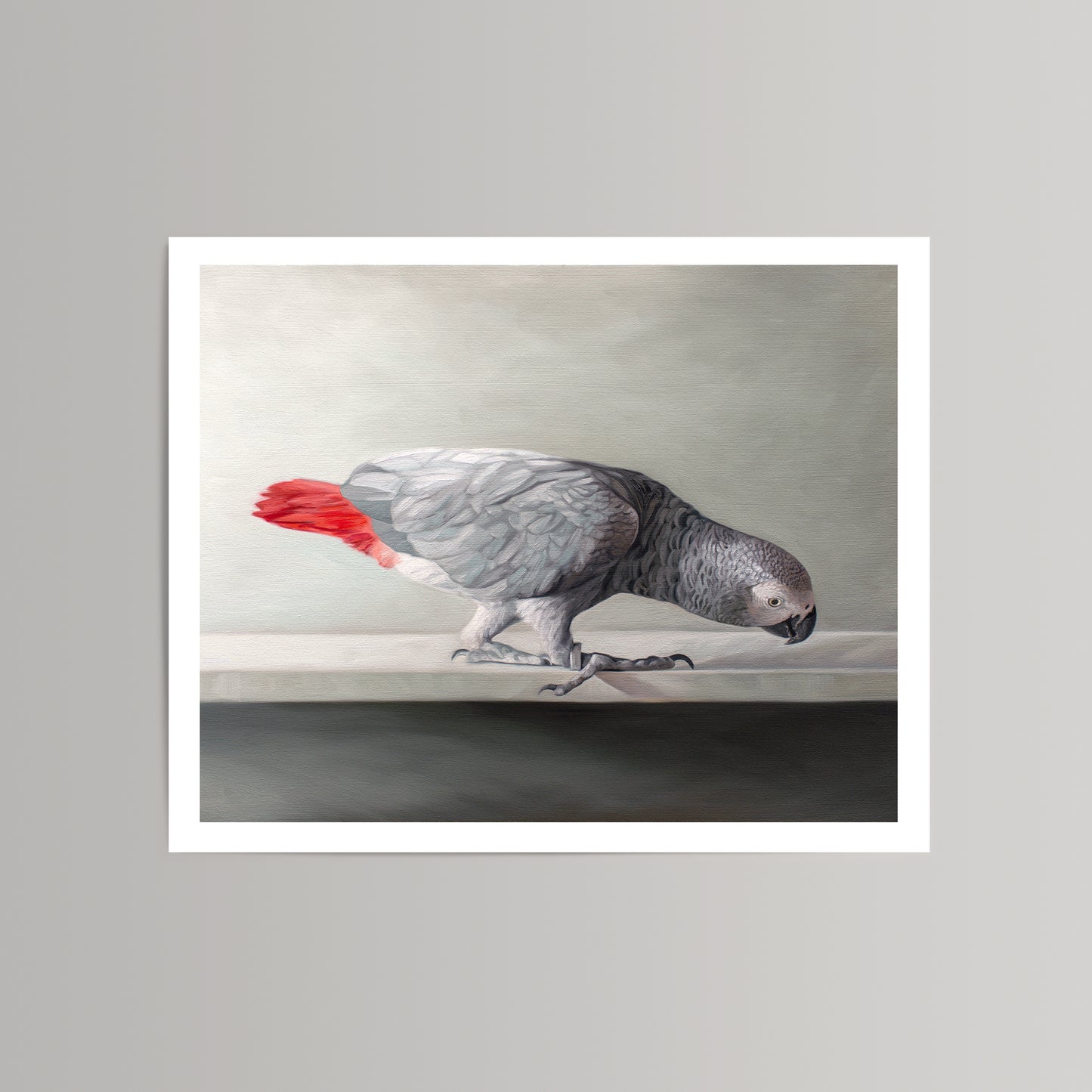 Fine art print of a curious grey African parrot with a vibrant red tail, on museum-grade paper.