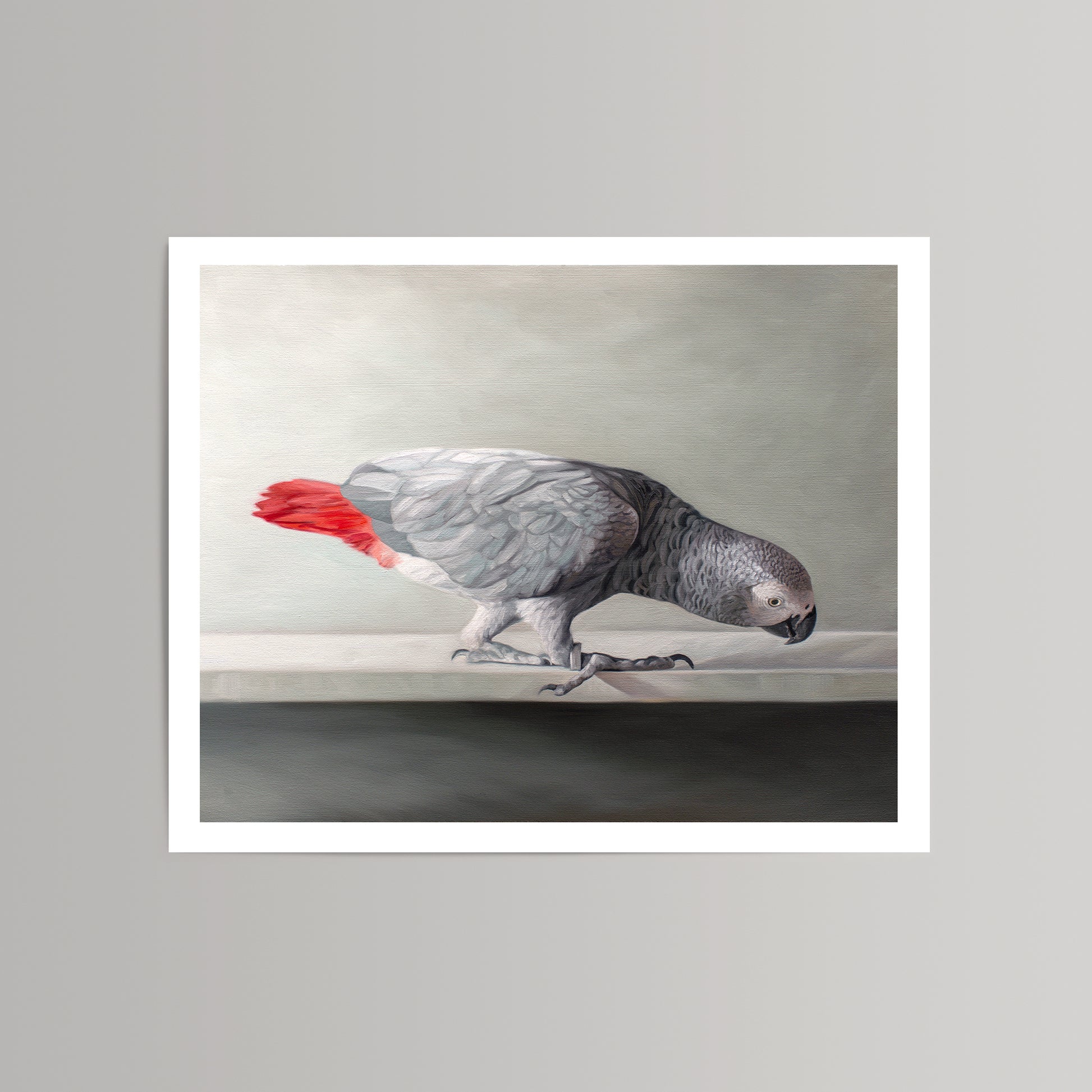 Fine art print of a curious grey African parrot with a vibrant red tail, on museum-grade paper.