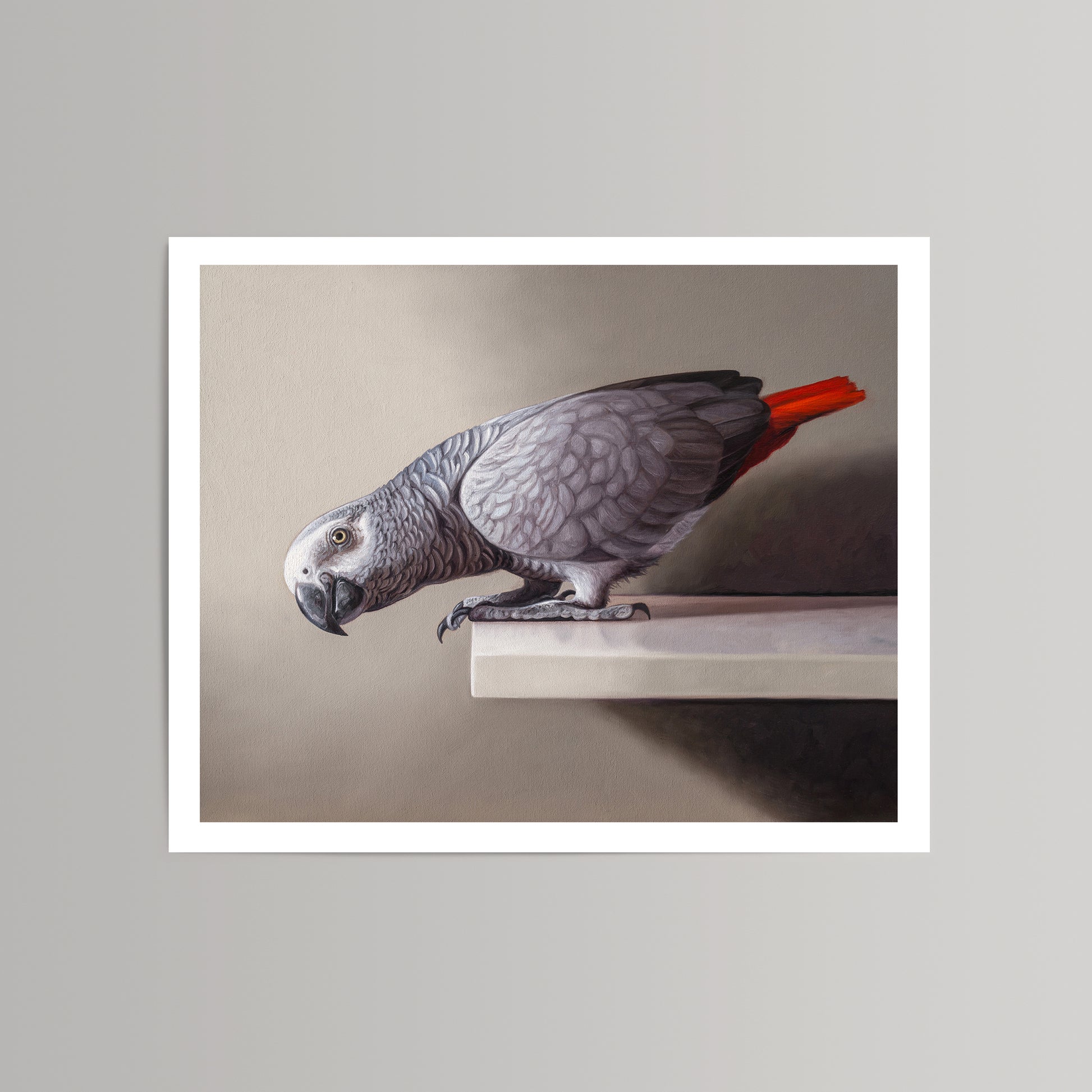 Fine art print of a curious grey African Grey parrot with a vibrant red tail, perched on a white shelf.