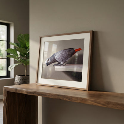 Framed fine art print of a curious African Grey parrot with a bright red tail, displayed on a wooden console table.