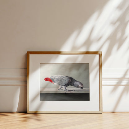 Fine art print of a grey African Grey parrot with a red tail, in a natural wood frame, on a light wood floor.