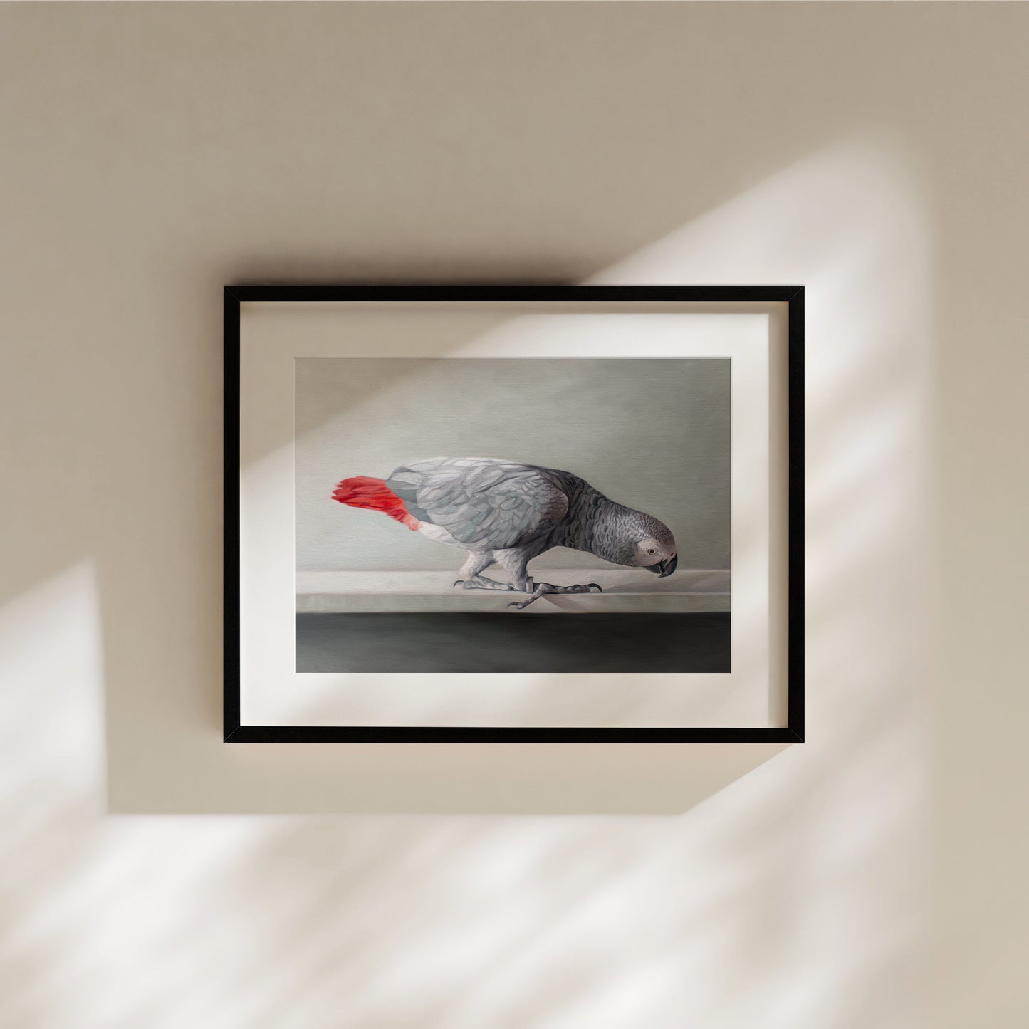 Framed fine art print of a curious grey African parrot with a vibrant red tail, on a light background.