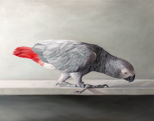 Fine art print of a curious grey African parrot with a vibrant red tail, looking down on a light grey background.