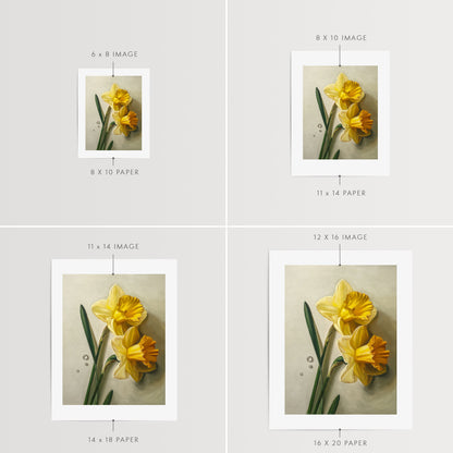 Daffodil Dew Drops Fine Art Print by Lauren Pretorius: a close-up of daffodil flowers with water droplets.