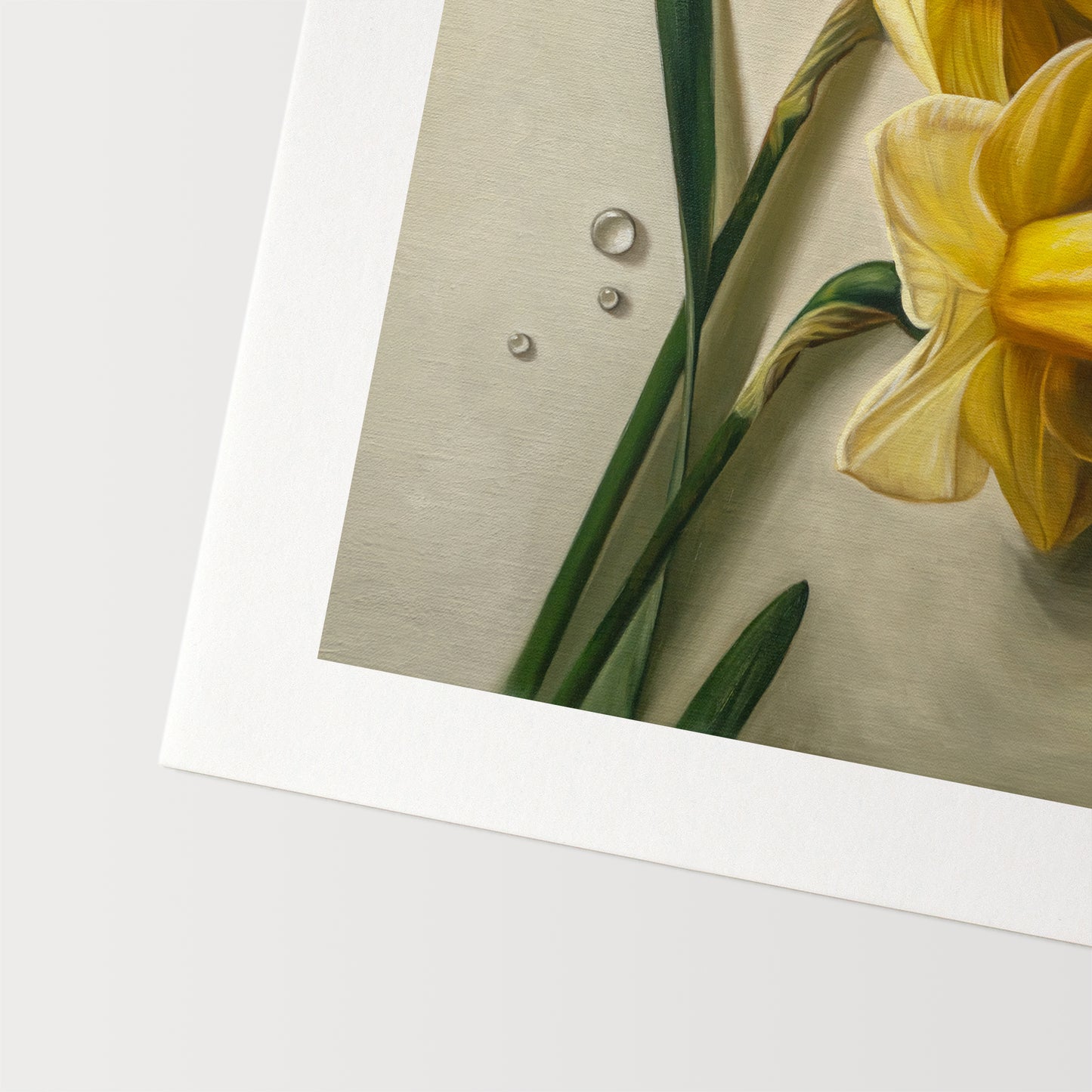 Daffodil Dew Drops Fine Art Print by Lauren Pretorius: a close-up of daffodil flowers with water droplets.