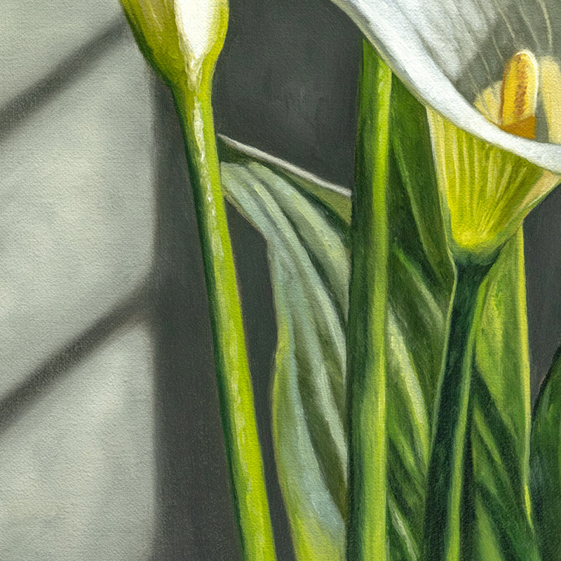 Cala Lilies