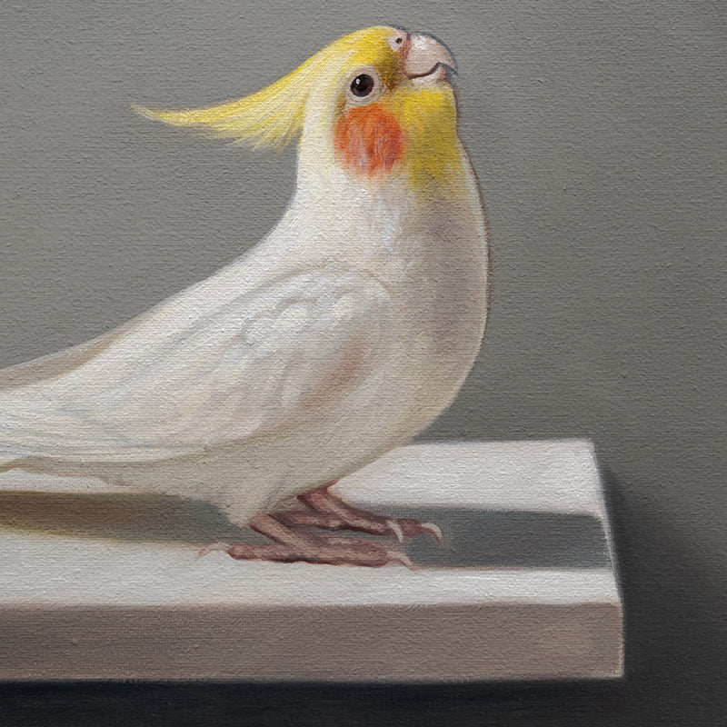 Curious Cockatiels | 12" x 12" Original Oil Painting
