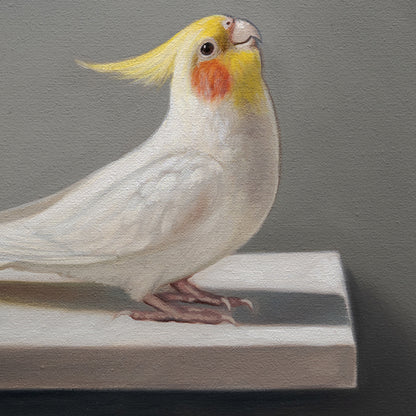 Curious Cockatiels | 12" x 12" Original Oil Painting