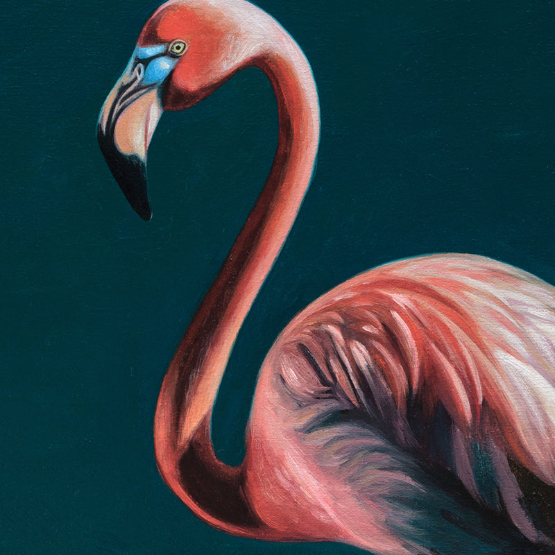 Flamingo