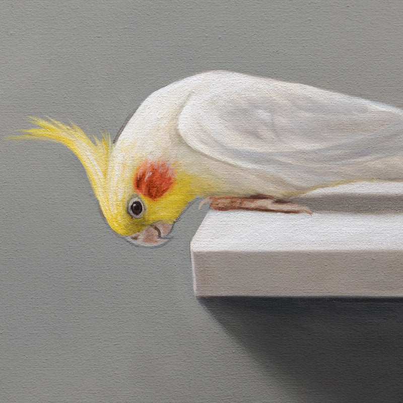 Curious Cockatiels | 12" x 12" Original Oil Painting