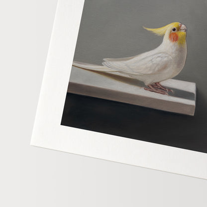 Pair of Cockatiels | Fine Art Print