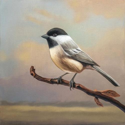 Black Capped Chickadee