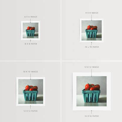 Fresh Garden Tomatoes Fine Art Print by Lauren Pretorius: a basket filled with fresh garden tomatoes, painted with archival pigment inks on 230gsm matte archival fine art paper.