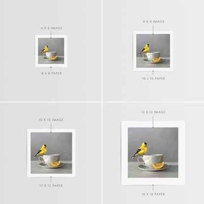 Goldfinch and Lemon Tea Fine Art Print by Lauren Pretorius: an American Goldfinch perched on a cup of lemon tea.is from a series of paintings that I am working on birds and beverages.