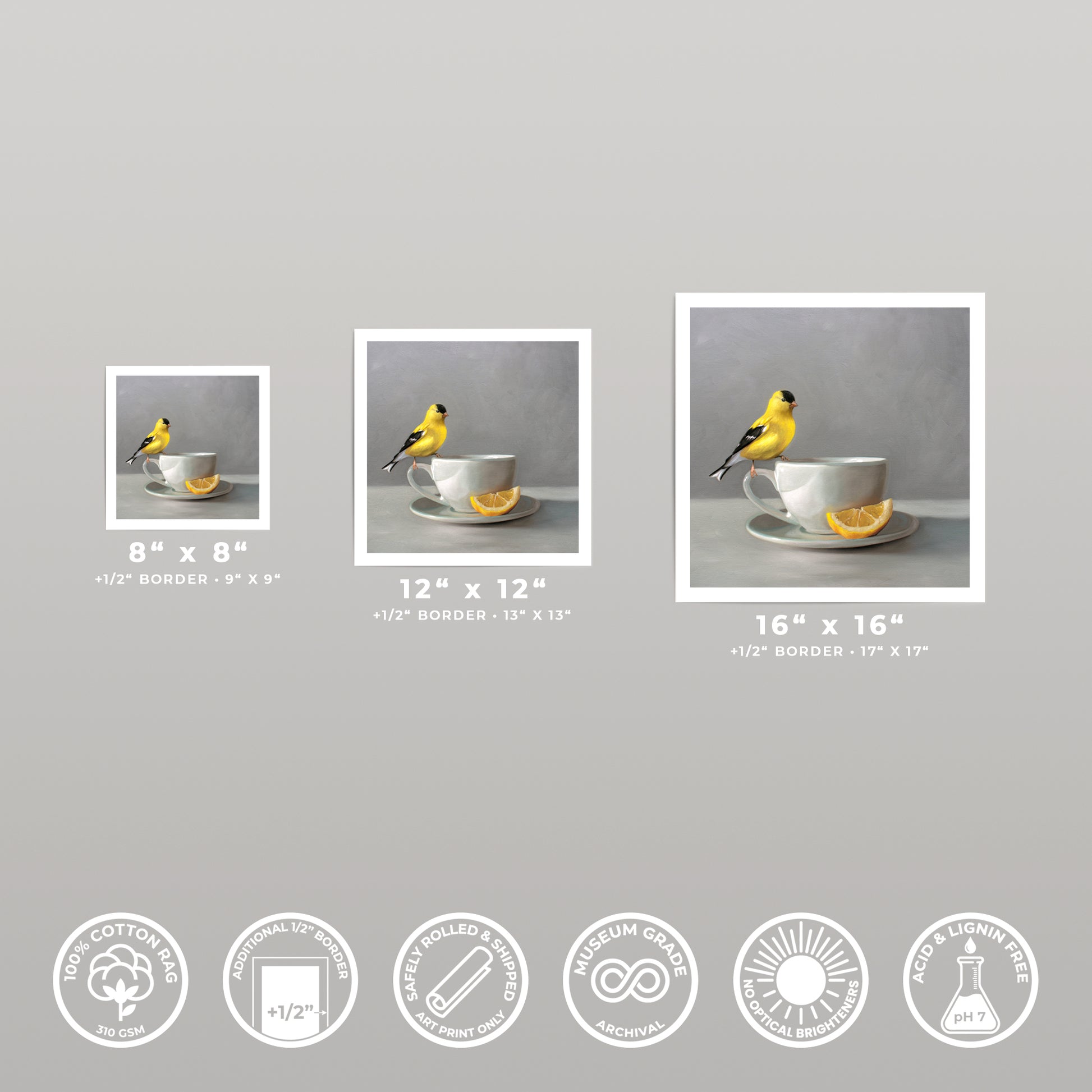 Three fine art prints of a yellow goldfinch on a teacup with a lemon slice, shown in 8x8, 12x12, and 16x16 sizes.