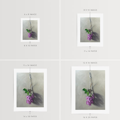 Hanging Lilac Blossoms Fine Art Print by Lauren Pretorius: Lilac blossoms hanging adjacent to a wall.