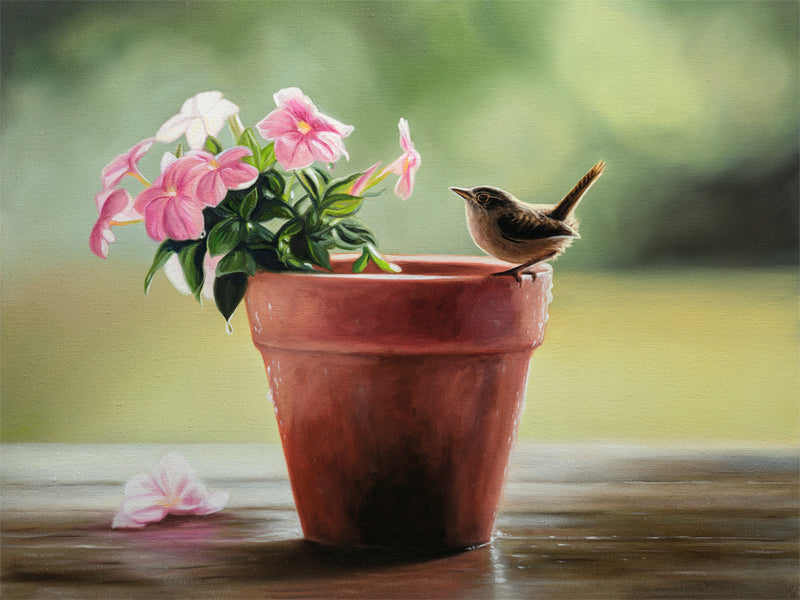 House Wren & Blossoms Fine Art Print by Lauren Pretorius: a house wren perched on the edge of a terracotta pot with pink blossoms.