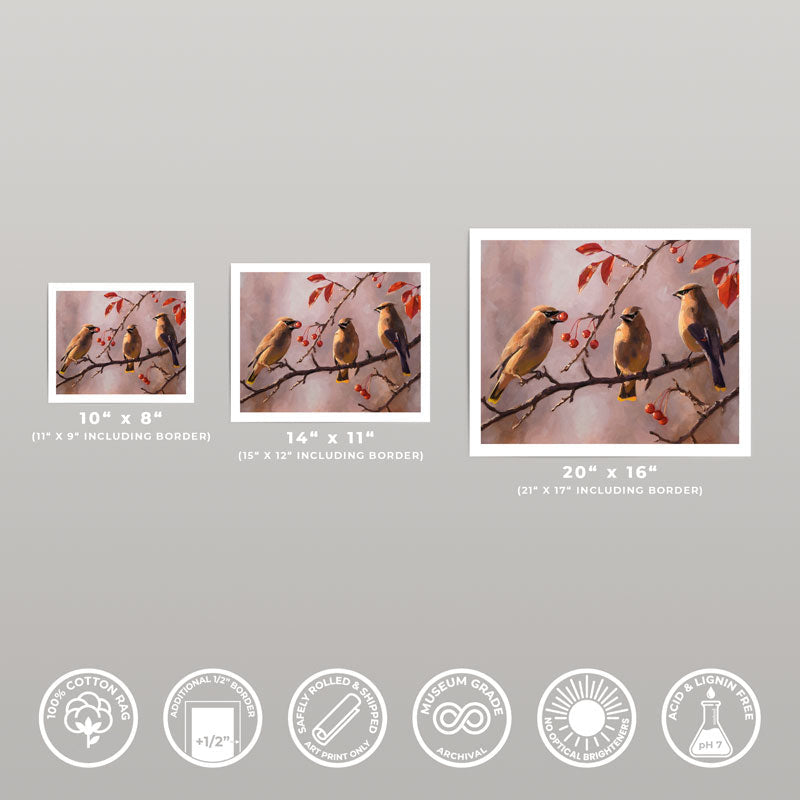 Three sizes of Autumn Cedar Waxwings fine art prints on 310gsm cotton rag paper with a half-inch white border.