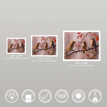 Three sizes of Autumn Cedar Waxwings fine art prints on 310gsm cotton rag paper with a half-inch white border.