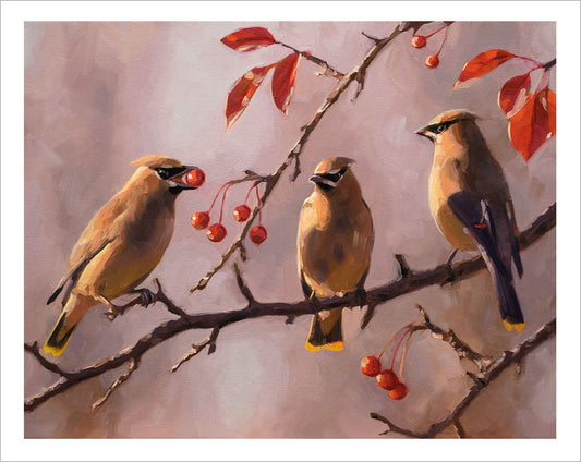 Fine art print of three Cedar Waxwings perched on a branch with red autumn berries, featuring a white border.