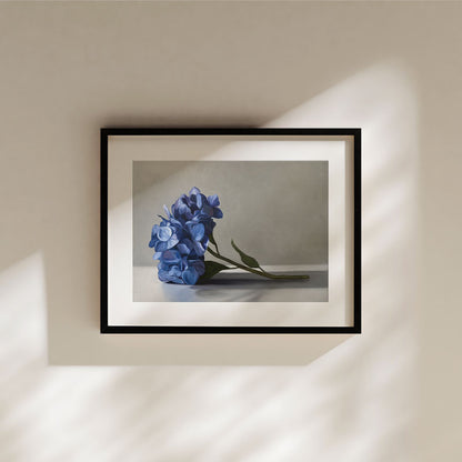 Fine art print of blue hydrangeas on cotton rag paper, displayed in a minimalist black frame with a white mat border.