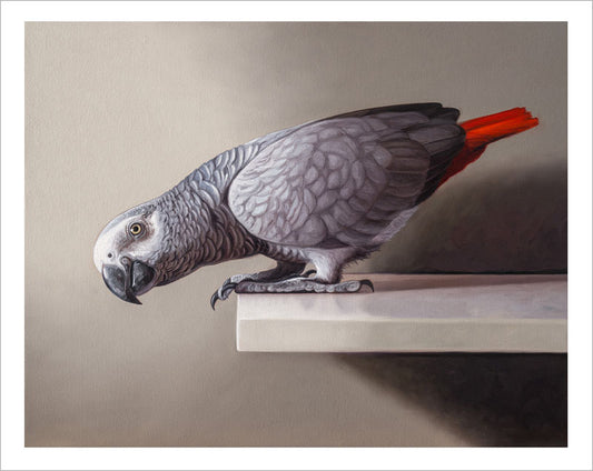 Curious African Grey Parrot • Fine Art Print