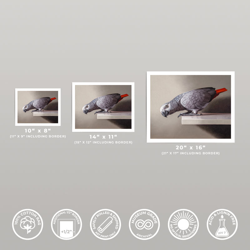 Three sizes of a Curious African Grey Parrot fine art print on museum-grade cotton rag paper with white borders.