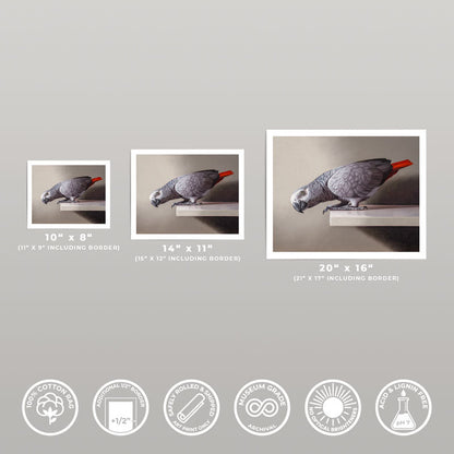 Three sizes of a Curious African Grey Parrot fine art print on museum-grade cotton rag paper with white borders.