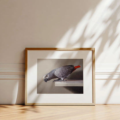Fine art print of a grey parrot with a red tail, framed in light wood and displayed against a wall with leaf shadows.