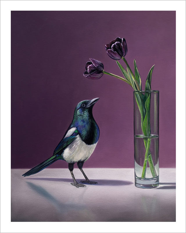 Fine art print of a magpie standing beside a glass vase with dark purple Queen of the Night tulips on a purple background.