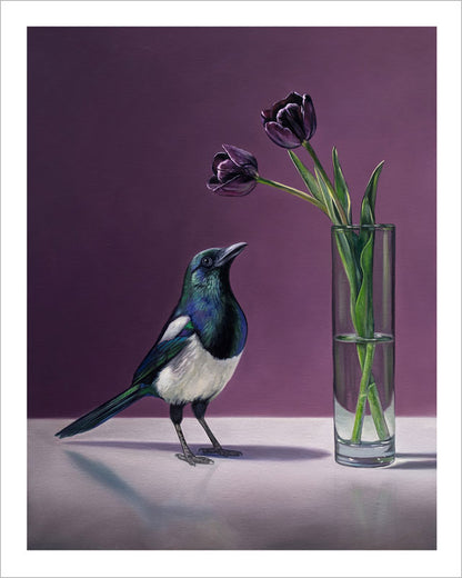 Fine art print of a magpie standing beside a glass vase with dark purple Queen of the Night tulips on a purple background.