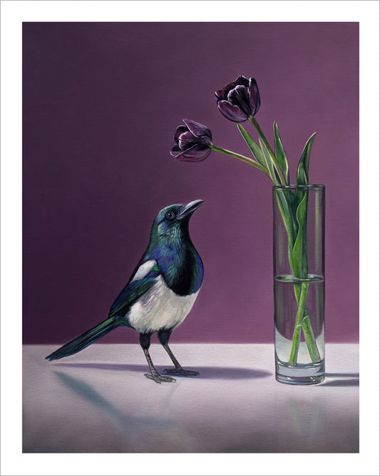Fine art print of a magpie standing beside a glass vase with dark purple Queen of the Night tulips on a purple background.