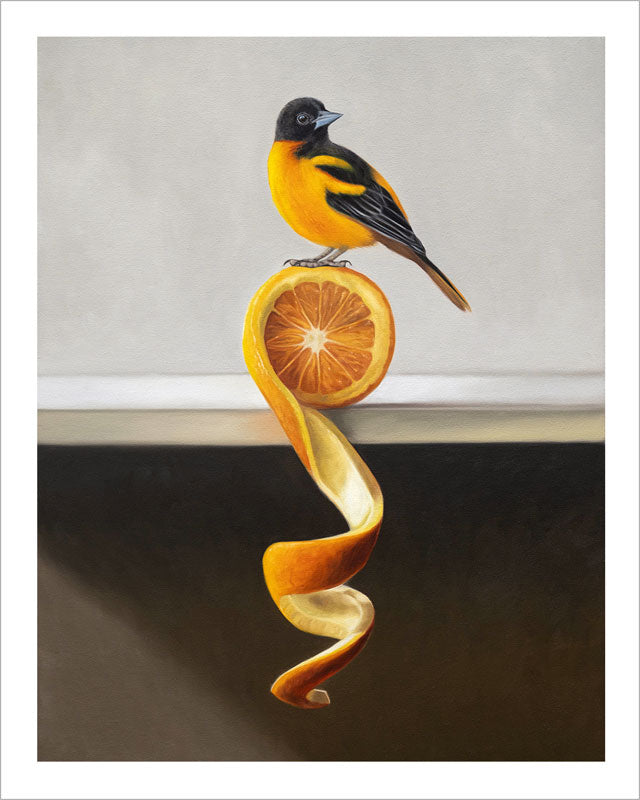 Fine art print of a black and orange oriole perched on a sliced orange with a long, spiraling peel on cotton rag paper.