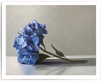 Blue Hydrangeas • Fine Art Print