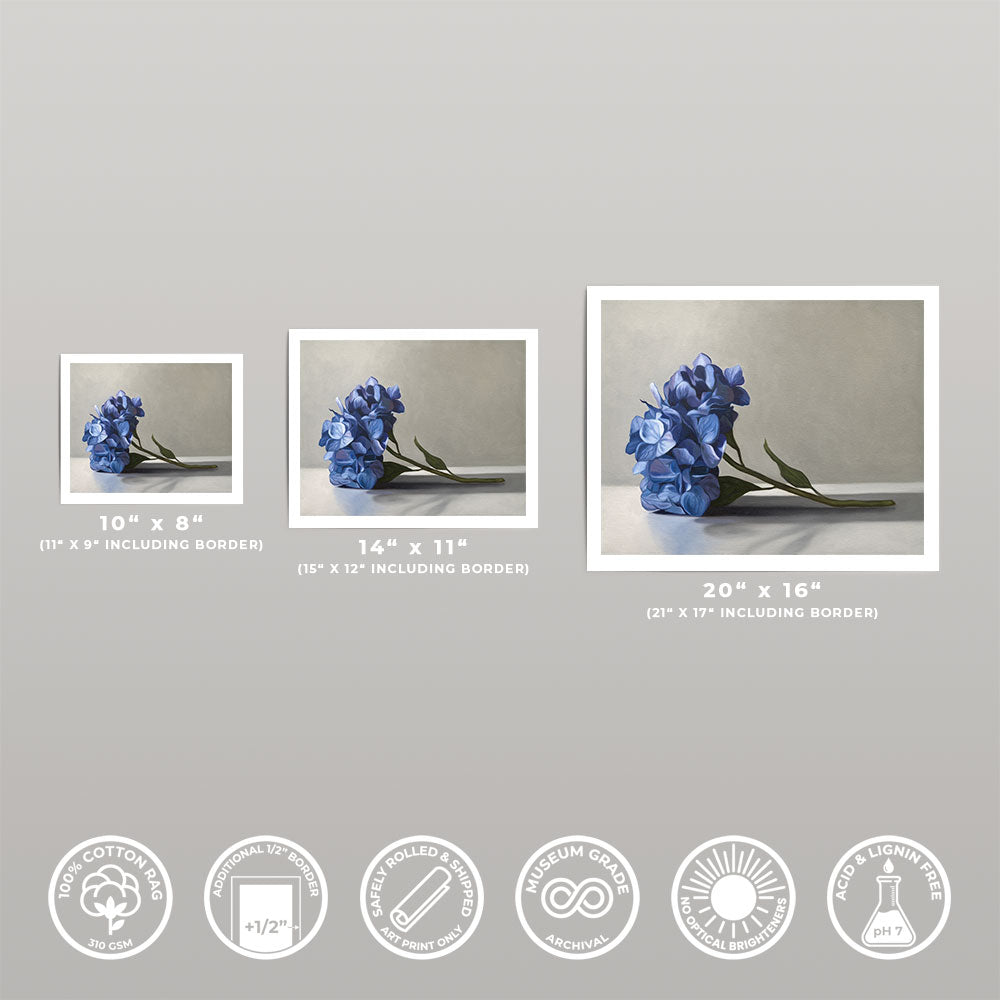 Blue Hydrangeas • Fine Art Print