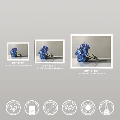 Blue Hydrangeas • Fine Art Print