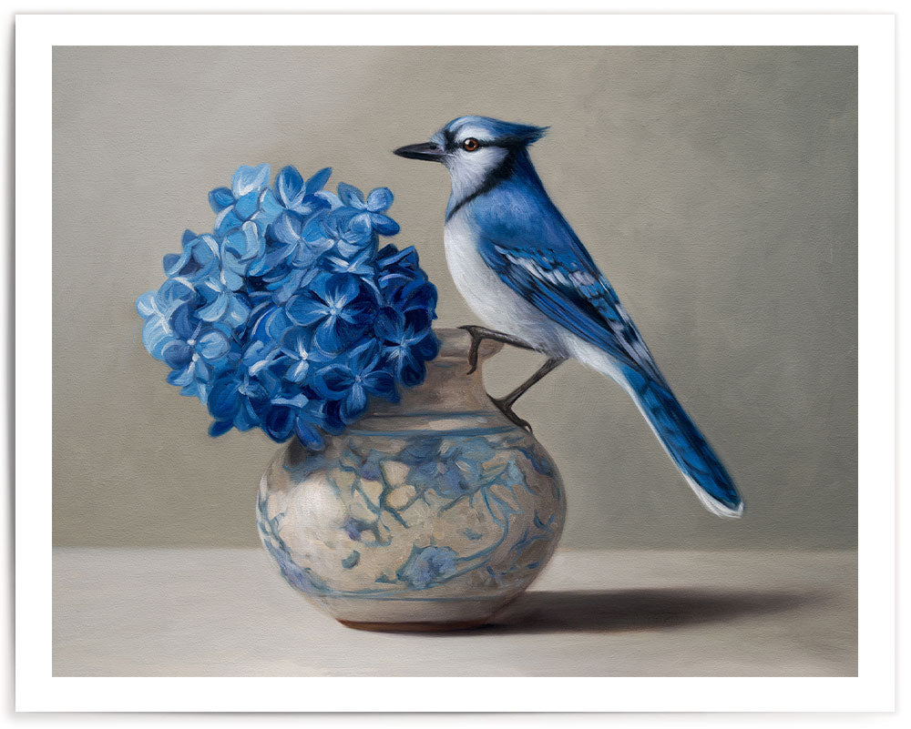 Blue Jay & Hydrangeas • Fine Art Print