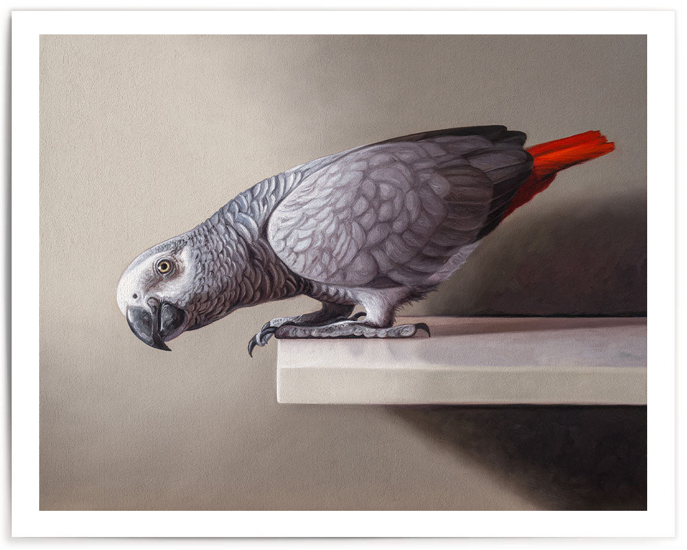 Curious African Grey Parrot • Fine Art Print