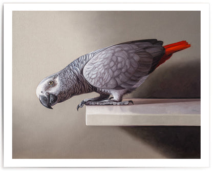 Curious African Grey Parrot • Fine Art Print