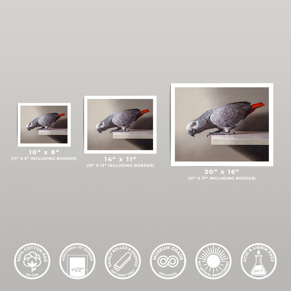 Curious African Grey Parrot • Fine Art Print