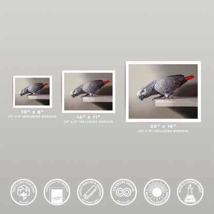 Curious African Grey Parrot • Fine Art Print