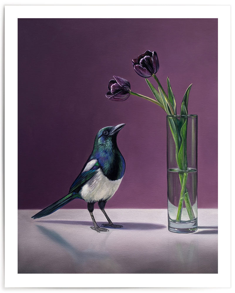 Magpie & Queen of the Night Tulips • Fine Art Print