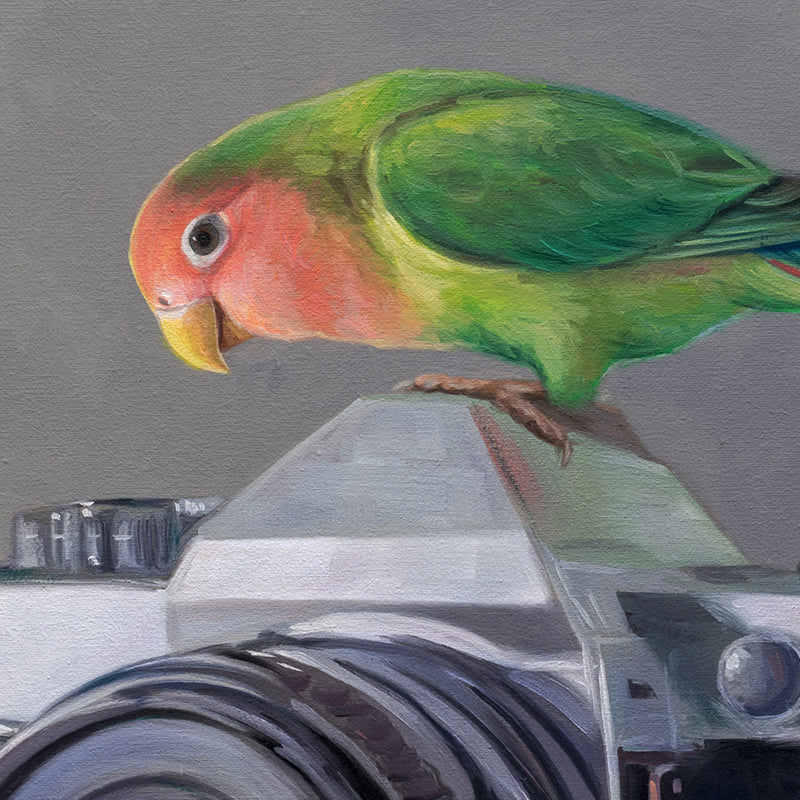 Lovebirds & Camera 14" x 11" Original Oil Painting by Lauren Pretorius: two lovebirds interacting with an old-fashioned camera on a neutral background