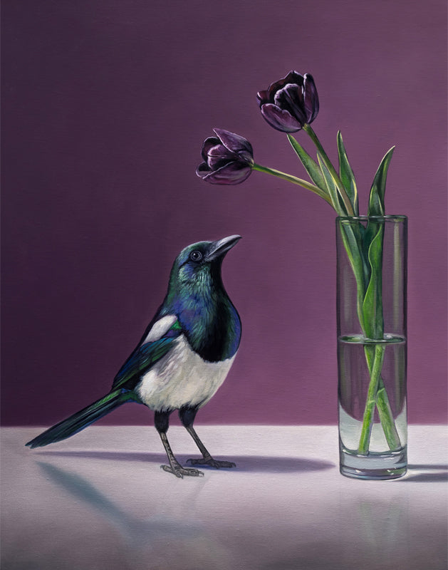 Fine art print of a black and white magpie looking at two dark purple Queen of the Night tulips in a glass vase.