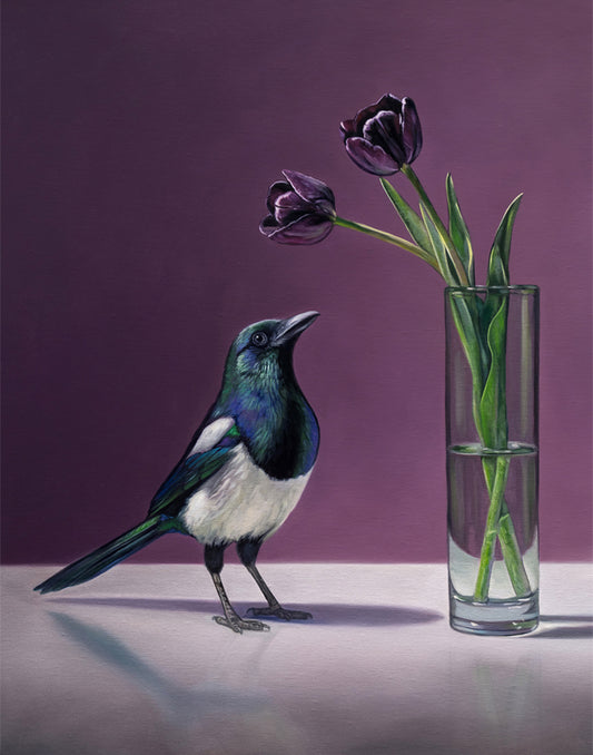 Fine art print of a black and white magpie looking at two dark purple Queen of the Night tulips in a glass vase.