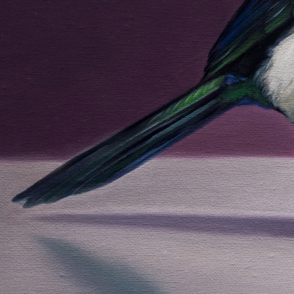 Magpie standing next to a vase with a pair of queen of the night tulips on a purple background by Lauren Pretorius.