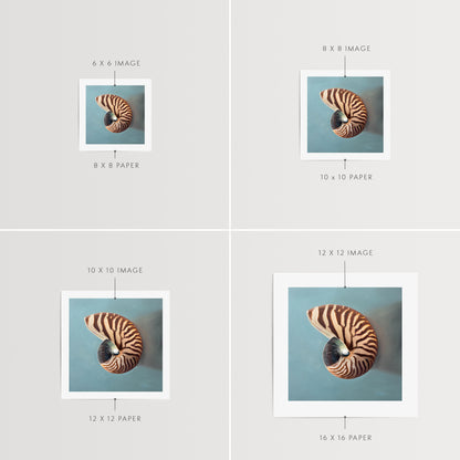 Nautilus Shell Fine Art Print by Lauren Pretorius: a beautifully striped nautilus shell resting on a light blue surface.
