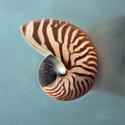Nautilus Shell Fine Art Print by Lauren Pretorius: a beautifully striped nautilus shell resting on a light blue surface.