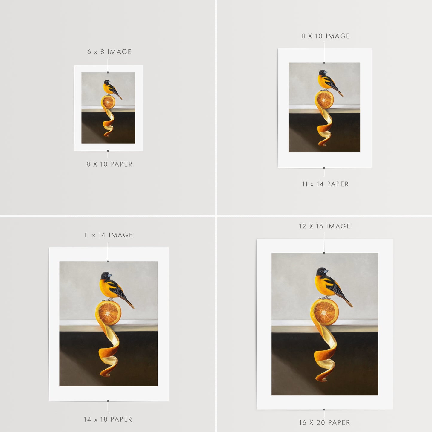 Orange Twist Oriole Fine Art Print by Lauren Pretorius: a Baltimore Oriole perched on top of an orange twist that rests on a white shelf.