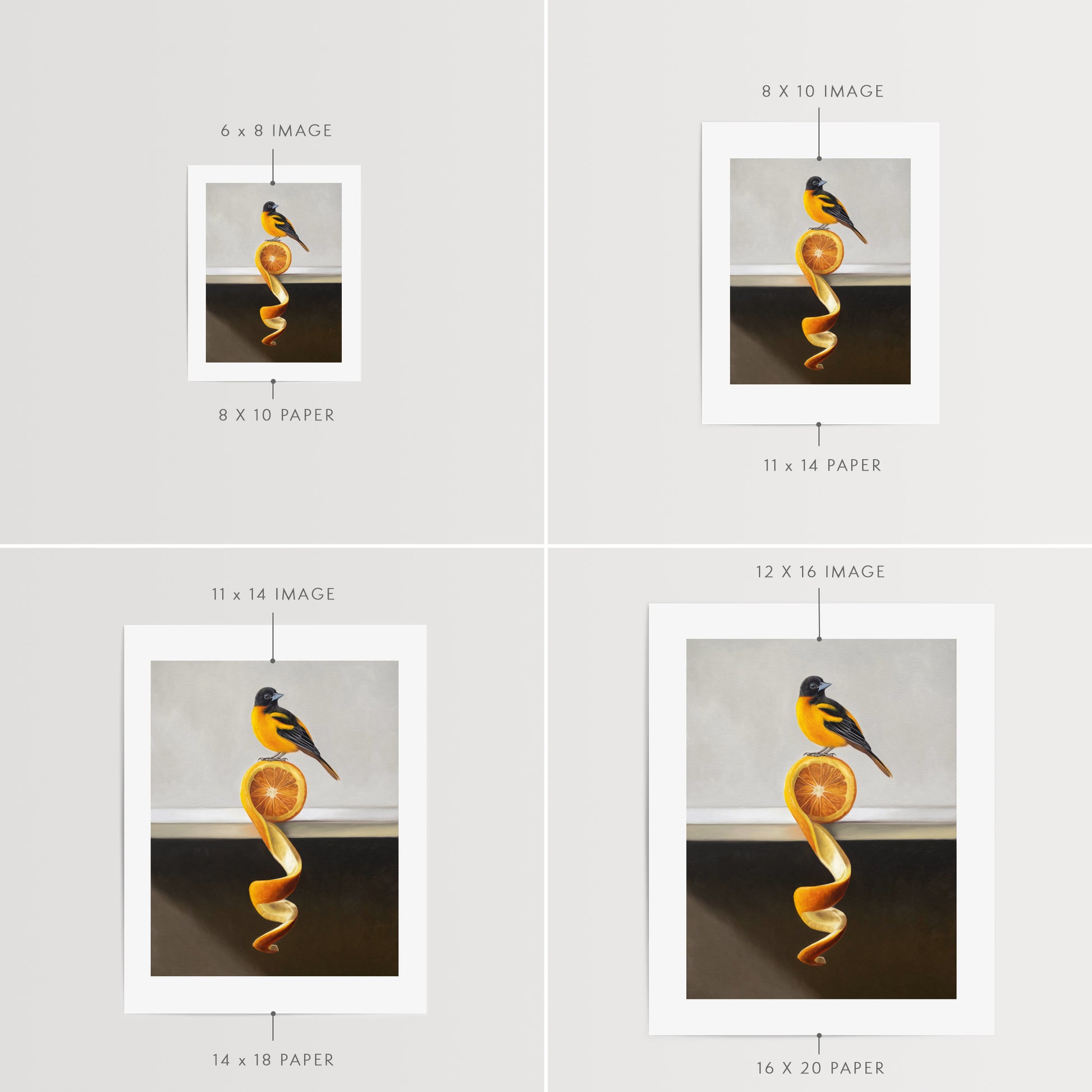 Orange Twist Oriole Fine Art Print by Lauren Pretorius: a Baltimore Oriole perched on top of an orange twist that rests on a white shelf.